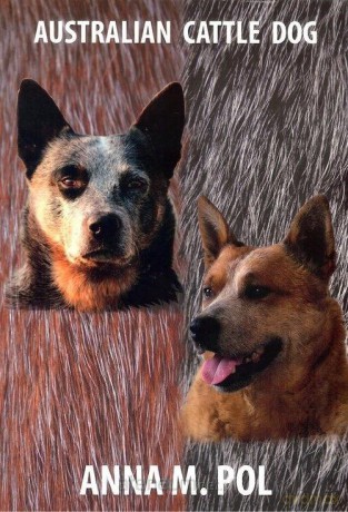Australian Cattle Dog - Anna M. Pol [KSIĄŻKA]