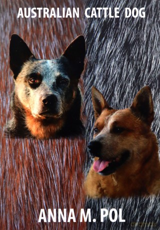 Australian Cattle Dog - Anna M. Pol [KSIĄŻKA]