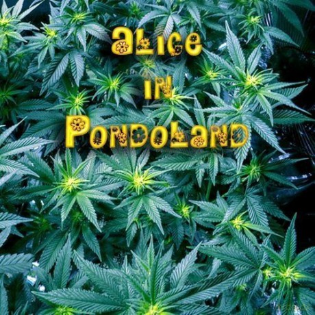 Alice in Pondoland [CD]