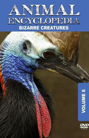 Animal Encyclopedia Volume 6 Bizarre Cre [DVD]