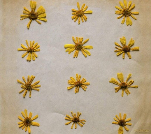 Molochs: Flowers In The Spring [CD]