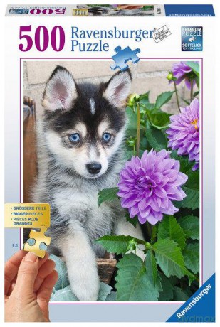 RAVENSBURGER 500 el. Szczeniak Husky [PUZZLE]