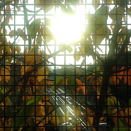 Jh: Morning Sun [CD]