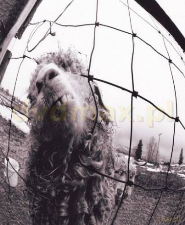 (Pearl Jam: Pearl Jam vs. Expanded Edition (3 Bonus Tracks) (ecopack) [CD]