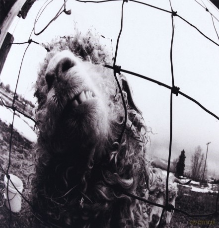 (Pearl Jam: Pearl Jam vs. Expanded Edition (3 Bonus Tracks) (ecopack) [CD]