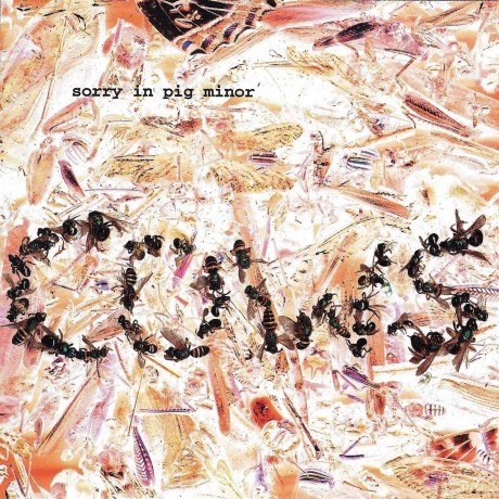 Cows: Sorry In Pig Minor [CD]