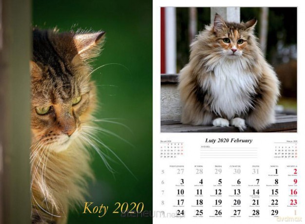 Kalendarz 2020 Koty 13 planszowy [KALENDARZ]