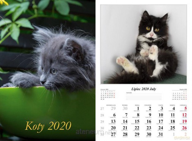Kalendarz 2020 Koty 7 planszowy [KALENDARZ]