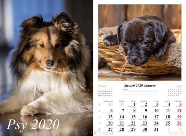 Kalendarz 2020 Psy 13 planszowy [KALENDARZ]