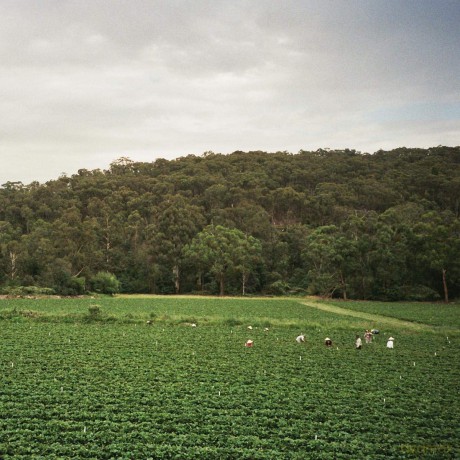 Albrecht Labrooy: Healesville [Winyl]