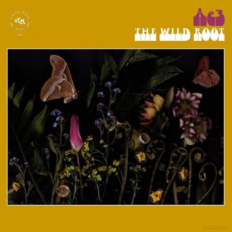Ae3 (Alan Evans Trio): The Wild Root [CD]