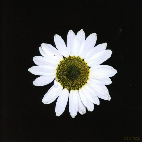 Black Dog: Black Daisy Wheel [CD]