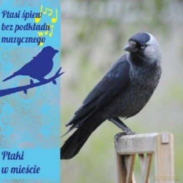 Ptaki W Mieście (digipack) [CD]