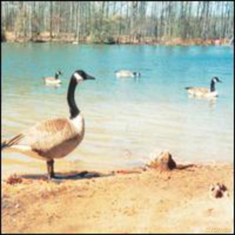 Doldrums: Doldrums [CD]