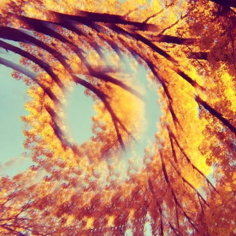A Hawk And A Hacksaw: Forest Bathing [CD]
