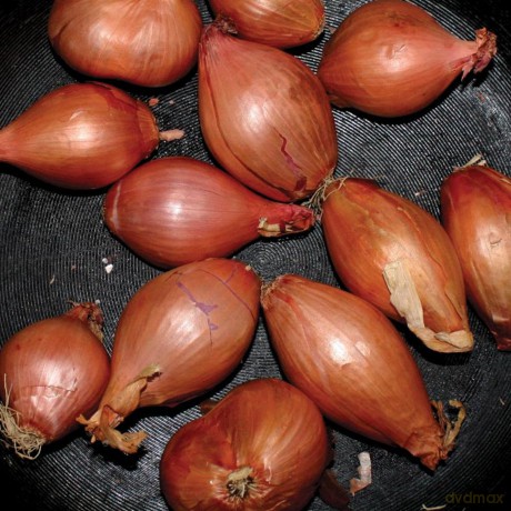Ty Segall: Fried Shallots [Winyl]
