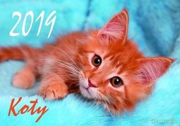 Kalendarz Koty 2019 KA4 [KALENDARZ]