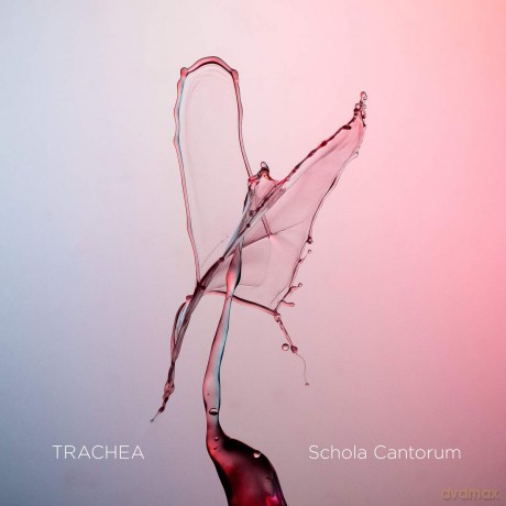 Schola Cantorum: Schola Cantorum: Trachea (Sacdh) [CD]